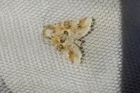 Eremobia ochroleuca
