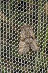 Cleonymia yvanii