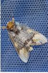 Phalera bucephaloides
