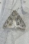Acronicta aceris
