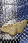 Idaea aversata