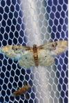 Idaea rusticata