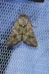 Anarta pugnax