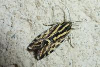 Emmelia trabealis
