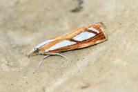 Catoptria
