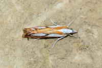 Catoptria