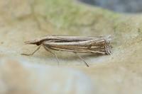 Ancylolomia tentaculella / disparalis