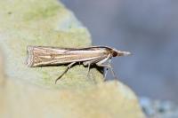 Ancylolomia tentaculella / disparalis