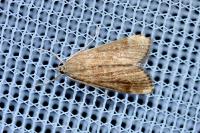 Parapoynx stratiotata