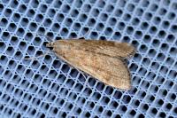 Parapoynx stratiotata
