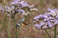 Macroglossum stellatarum