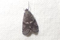 Assara terebrella