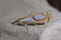 Catoptria pinella