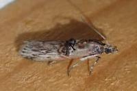 Nephopterix angustella