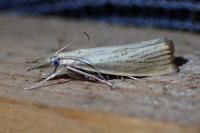 Agriphila straminella