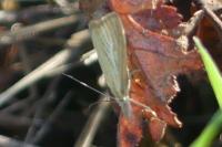 Chrysoteuchia culmella