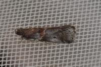 Acrobasis suavella