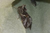 Autographa gamma