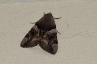 Catocala fulminea