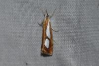 Catoptria pinella