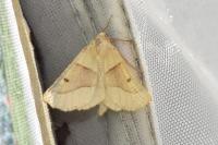 Crocallis elinguaria