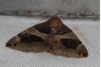 Dysgonia algira