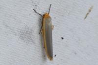 Manulea complana
