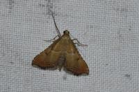 Endotricha flammealis