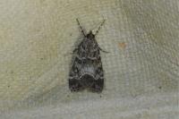 Eudonia mercurella
