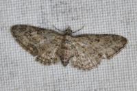 Eupithecia inturbata