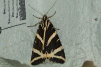 Euplagia quadripunctaria