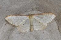 Idaea humiliata