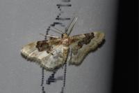 Idaea rusticata