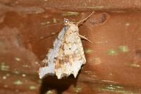 Macaria alternata