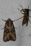 Mesapamea secalella/secalis