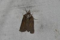 Nycteola revayana