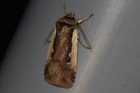 Ochropleura plecta