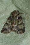 Polyphaenis sericata