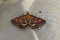 Pyrausta purpuralis