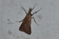 Synaphe punctalis
