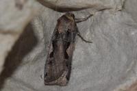 Xestia c-nigrum
