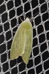 Earias clorana