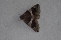 Dysgonia algira