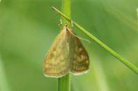 Sitochroa verticalis