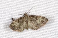 Pasiphila chloerata