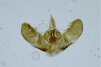 Pasiphila chloerata