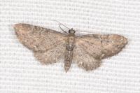 Eupithecia vulgata