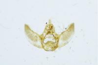 Eupithecia vulgata