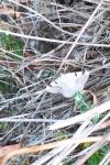 Itame vincularia