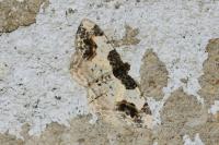 Ligdia adustata